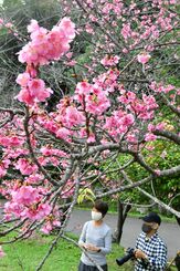 鮮やかなピンク色の花を咲かせたヒカンザクラ＝７日、本部町・八重岳（伊禮健撮影）