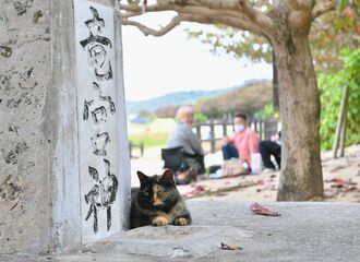 「我が輩は竜宮の使いである」。うるま市勝連の浜比嘉ビーチで竜宮神の前に陣取り利用客を見守るネコ。注意して遊ぶにゃん＝１０日