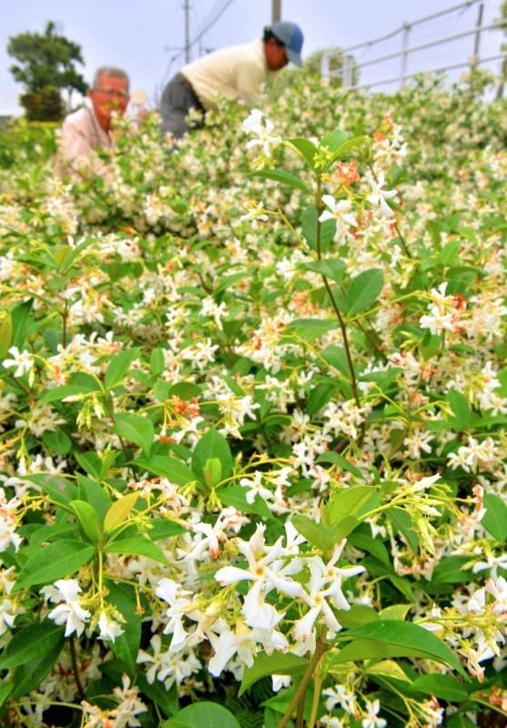 畑一帯は満開に咲いたテイカカズラの香りが漂う＝八重瀬町世名城
