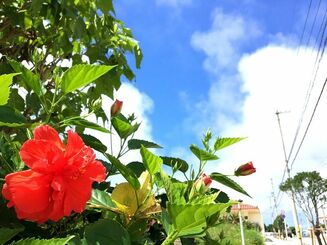 （資料写真）沖縄の風景