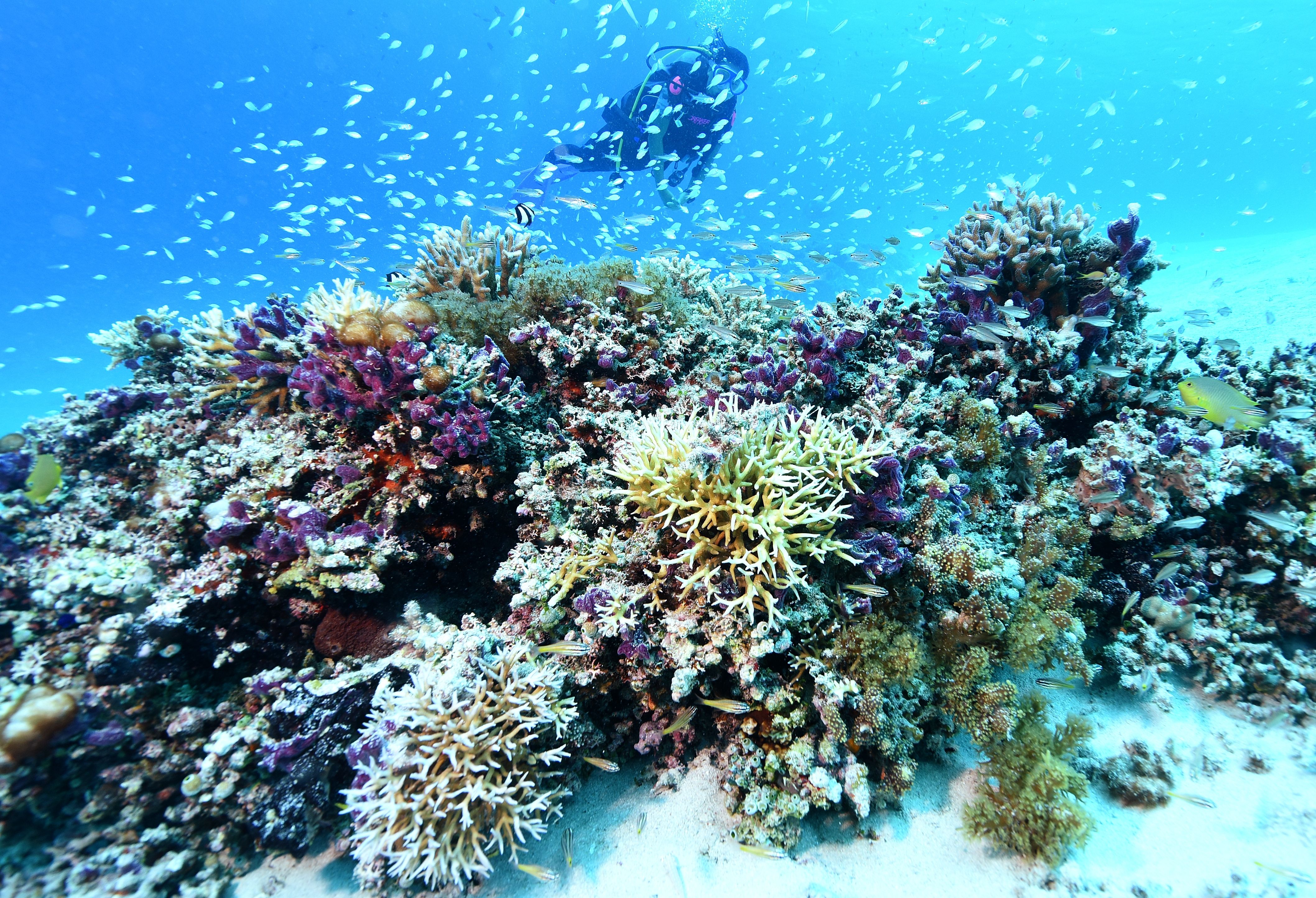 危機的な沖縄のサンゴ礁 保全と再生呼び掛けるイベント 県内各地で2月22日から3月8日まで 沖縄タイムス プラス ニュース 沖縄タイムス プラス