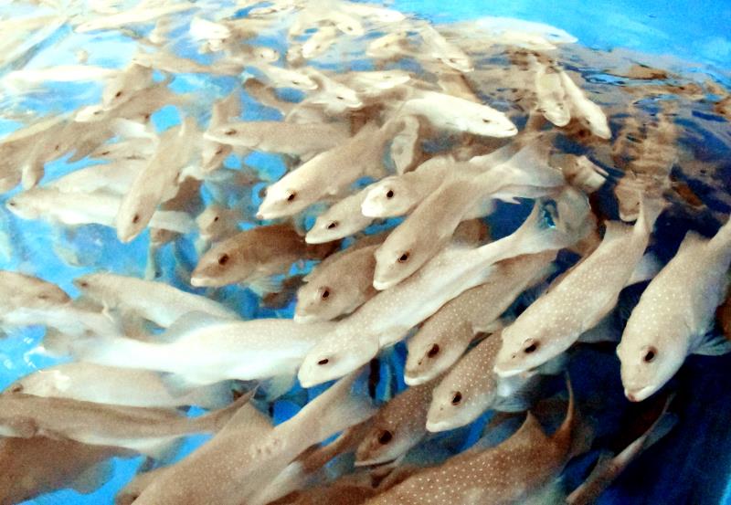 沖縄の三大高級魚 狙うはアジアの食卓 廃校で養殖 カギは 鮮やかな赤 沖縄タイムス プラス プレミアム 沖縄タイムス プラス