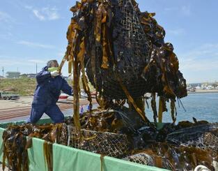 　北方領土・歯舞群島の貝殻島周辺の漁で水揚げされたコンブ＝２０２１年６月、北海道根室市