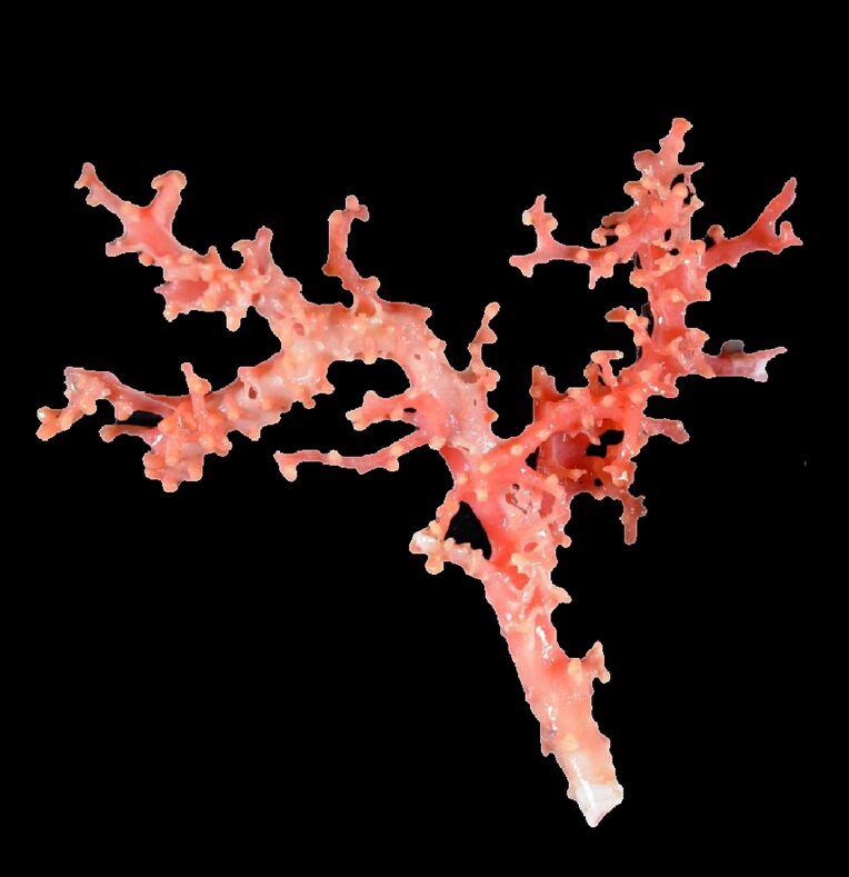 新種と判明したサンゴ「ヘミコラリアム・ミュジッカエ」（沖縄美ら島財団提供）