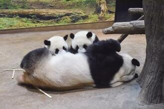 　ジャイアントパンダの母親シンシンと双子の雌レイレイ（左）、雄シャオシャオ＝２３日、東京・上野動物園（東京動物園協会提供）
