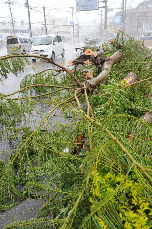 強風で倒れた街路樹＝２１日午前１１時半すぎ、浦添市内間