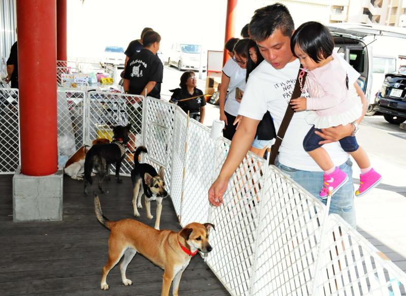 命預かる立場だからこそ 犬猫の殺処分ゼロに取り組む沖縄のペット店 沖縄タイムス プラス ニュース 沖縄タイムス プラス
