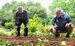 座喜味一幸市長（右）とカンランを植樹する平良榮賢さん＝２６日、宮古島市熱帯植物園