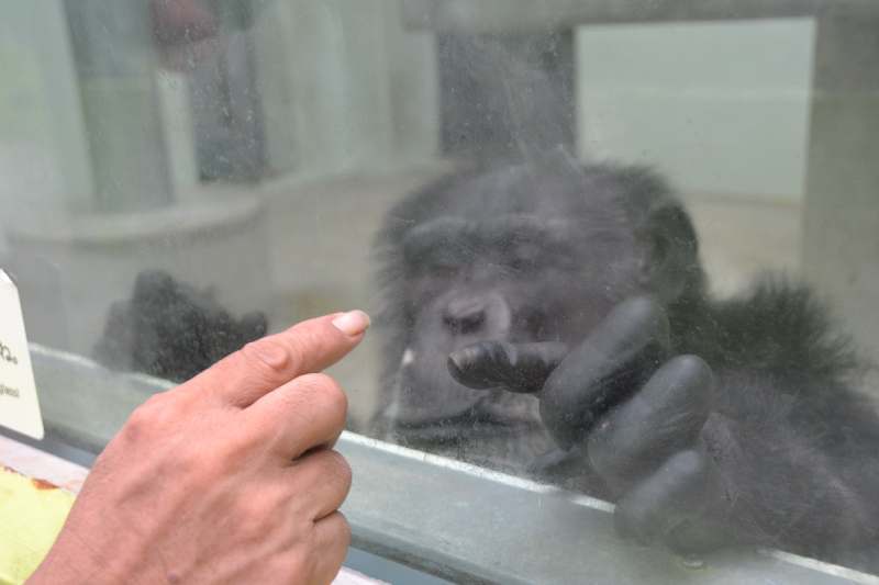 E T のようなチンパンジー 沖縄の動物園で大人気 沖縄タイムス プラス ニュース 沖縄タイムス プラス