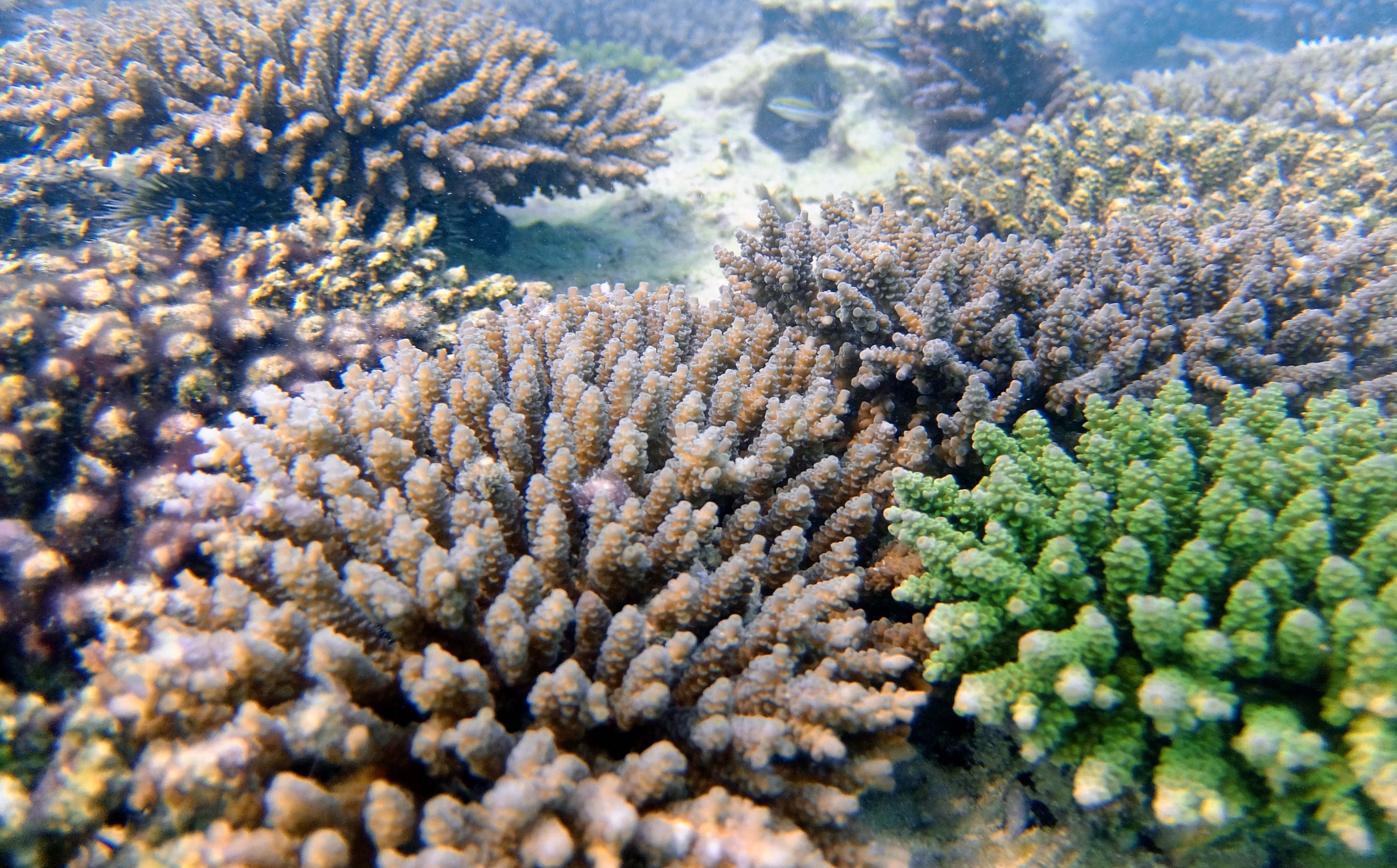 温暖化に負けないサンゴは何色 白化死しにくい色を発見 沖縄の大学院大学 沖縄タイムス プラス ニュース 沖縄タイムス プラス