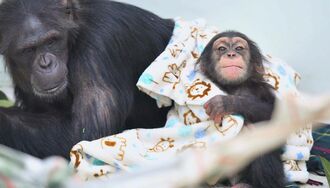 毛布にくるまって暖かそうな２歳のチンパンジー、モコイチ（右）。母親のモコが見守る＝１４日午前、沖縄市・沖縄こどもの国（下地広也撮影）
