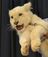 Seramu, a white lion cub, is credited with boosting visitor numbers to the Okinawa Zoo & Museum. | OKINAWA ZOO& MUSEUM