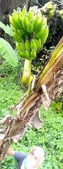 仮茎の途中から飛び出た果軸が上向きに伸びているバナナ＝５日、恩納村仲泊