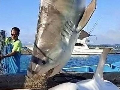 重いので亀かなと思ったら 網に3メートルのサメ 2匹捕獲 ほかにもいるかも 沖縄タイムス プラス ニュース 沖縄タイムス プラス
