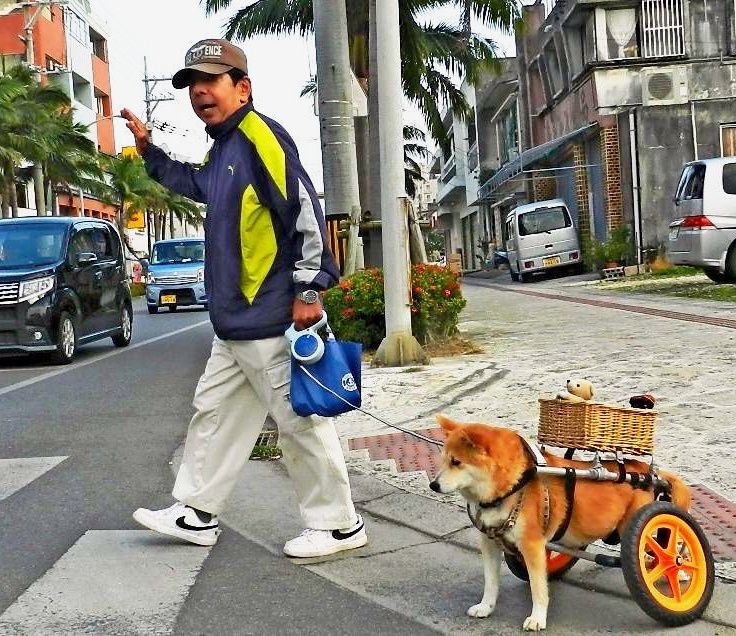 事故で 死刑宣告 された犬 好きな散歩を再び 石垣島で話題に 沖縄タイムス プラス ニュース 沖縄タイムス プラス