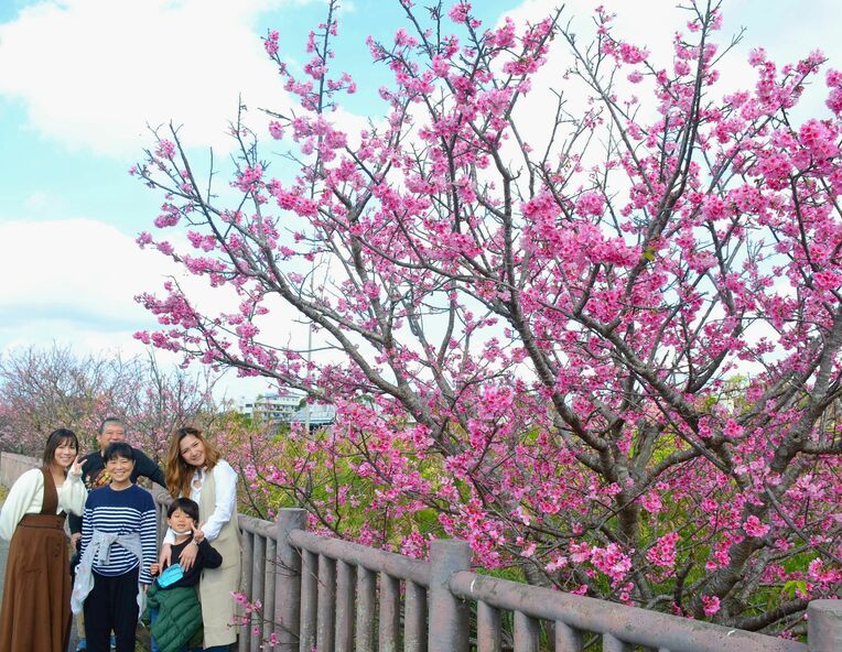 桜の前で写真に収まる家族ら＝１月３１日、名護市川上