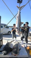 久米島町初のサメ駆除で４匹を水揚げし、計測する漁協関係者ら＝１５日、同町兼城漁港