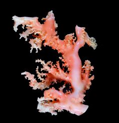 宝石サンゴ３新種発見 北太平洋の遠洋漁場「天皇海山」で 美ら島財団と 