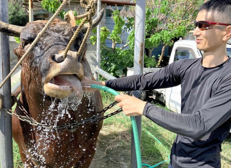 １１月になっても暑い沖縄。牛舎では闘牛のマツモトトモヒト号が気持ち良さそうに水浴びしていました＝９日、うるま市与那城（福元大輔撮影）
