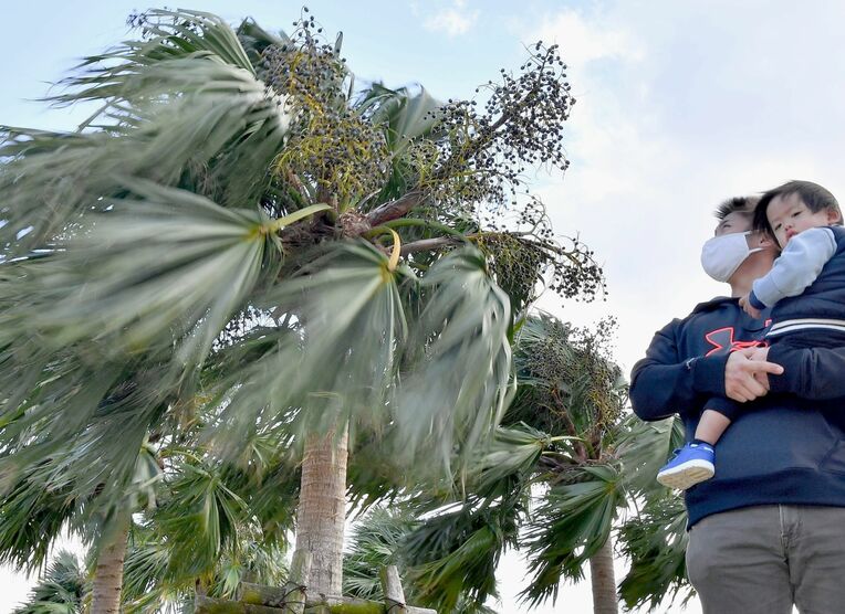 県内各地で強い北風が吹く中、豊見城市瀬長島ではヤシ科の木、ビロウの葉を吹き飛ばしそうなほどの風が吹き抜けた＝１１日