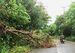 台風１４号の強風で折れて町道の片側をふさいだ樹木＝１３日、与那国町比川（田頭瑠都通信員撮影）