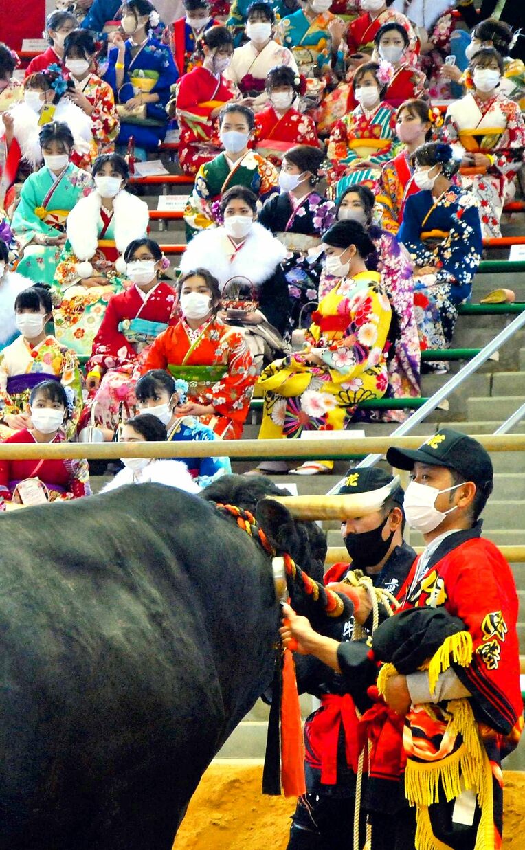 「祝福ゲスト」の牛を前に大人の仲間入りを喜ぶ新成人ら＝１０日、うるま市・石川多目的ドーム　