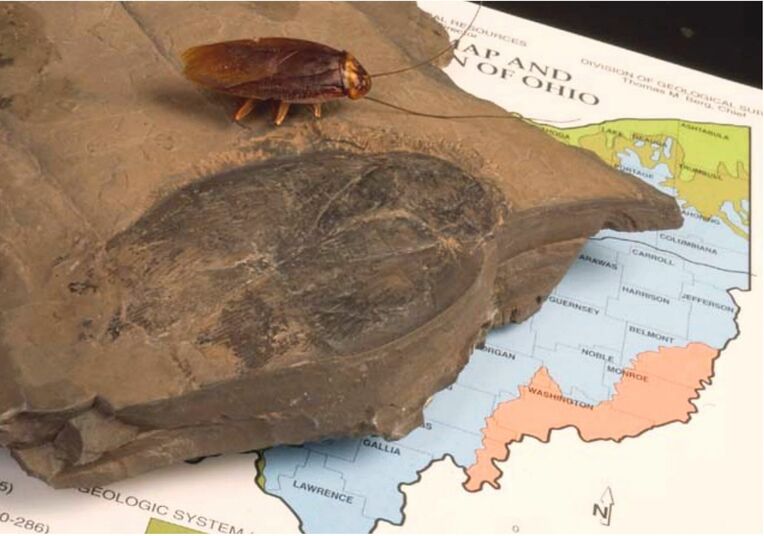 <div class="caption">米国で発見された体長９センチの巨大ゴキブリの化石。上は通常のゴキブリの模型（オハイオ州立大提供）</div>