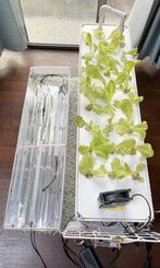 水温や湿度などを測るセンサーがついた家庭用水耕栽培装置。土を使わず野菜の栽培ができる。（提供）