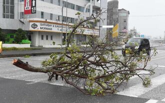 暴風で折れ、車道の一部をふさいだ樹木＝１日午前７時５５分、北谷町・北谷交差点