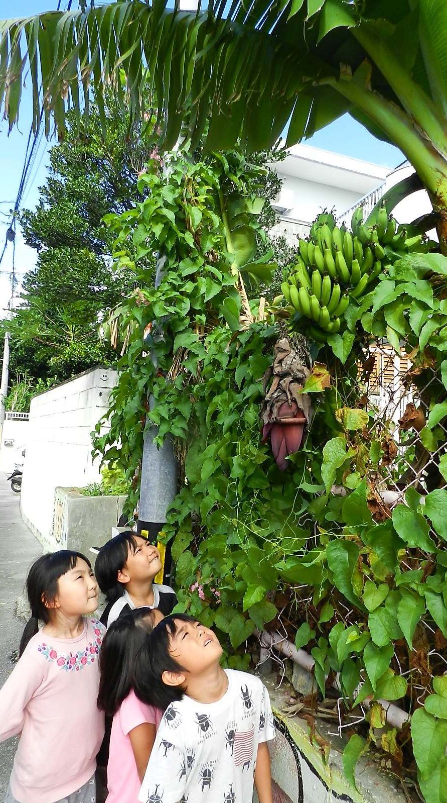 早く黄色くならないかなあ 園児たちが収穫を待ちわびる冬バナナ 沖縄タイムス プラス ニュース 沖縄タイムス プラス