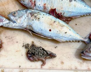 死んだ魚の胃袋には、軽石がいっぱいに詰まっていた＝２５日、国頭村・辺土名漁港（村田佳久組合長提供）