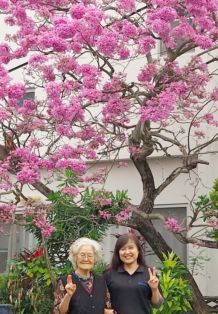 満開の鮮やかなイペーの下で笑顔の石川俊子さん（左）と娘の初美さん＝１３日、うるま市内