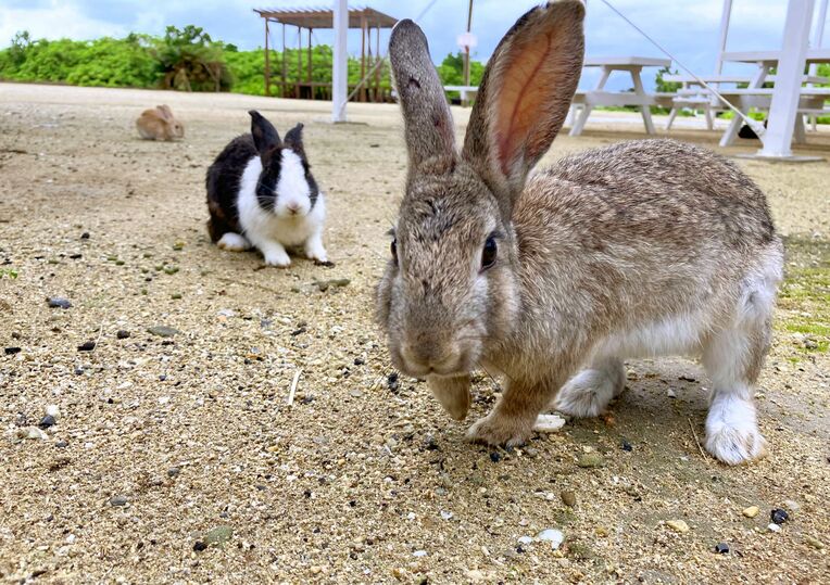 愛くるしい姿を見せる野ウサギ＝８日、竹富町嘉弥真島