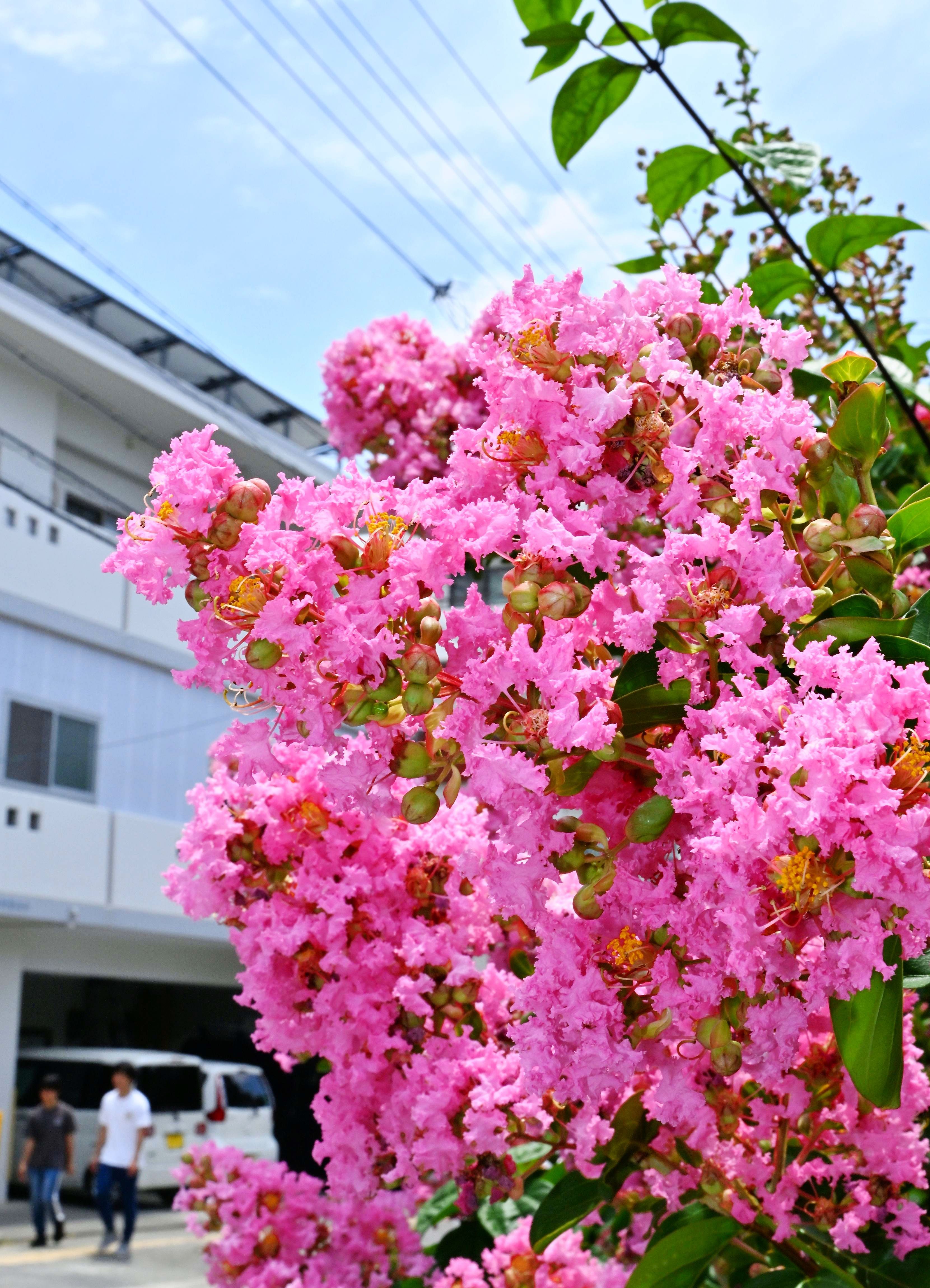 沖縄 街路 樹 ピンク の 花