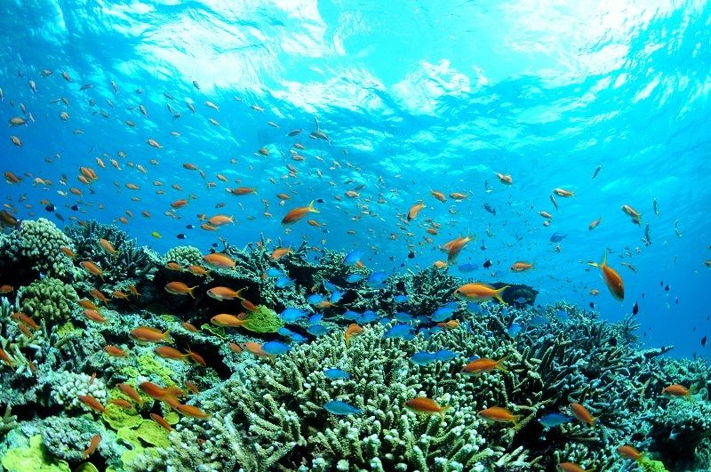 サンゴの日 池袋で沖縄まつり開催 海の魅力を紹介 沖縄タイムス プラス ニュース 沖縄タイムス プラス