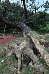 台風で倒れた小学校近くの大木＝１日午後２時５３分、南城市佐敷