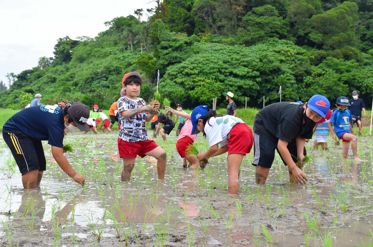 膝元まで泥に漬かり、田植えに一生懸命な児童たち＝１６日、恩納村安富祖