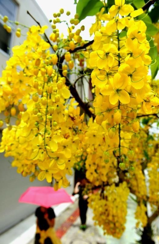 鮮やかな黄色の花を咲かせるゴールデンシャワー＝１０日、那覇市若狭（田嶋正雄撮影）