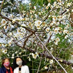 石川川沿いの遊歩道で開花したウメ＝１８日午後、うるま市石川（伊禮健撮影）