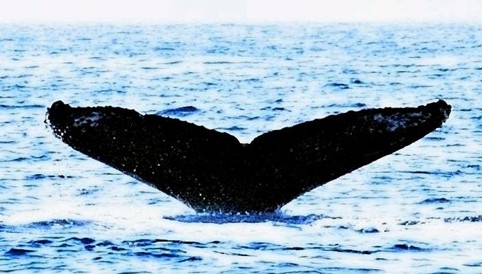 ロシアから沖縄まで泳いだクジラ どこを通ってきた 沖縄タイムス プラス ニュース 沖縄タイムス プラス