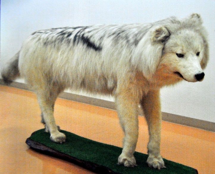 オオカミの剥製、ネットオークションに出品 保存法違反疑いで沖縄県内