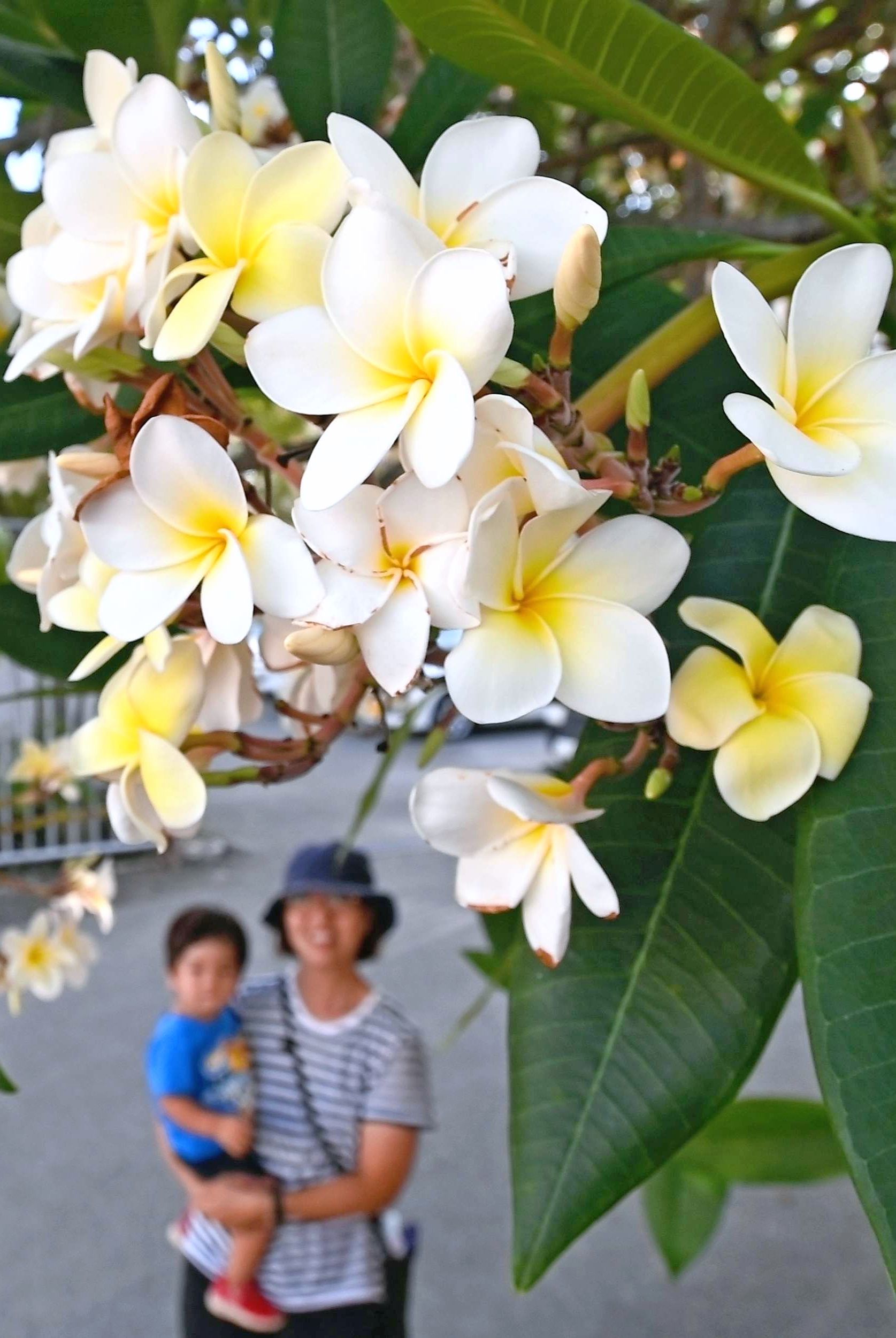 プルメリアの白い花 ほのかな甘い香りを漂わせ 芳香を楽しむ 沖縄タイムス プラス ニュース 沖縄タイムス プラス