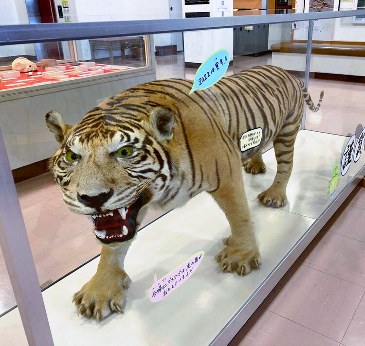 虎の剥製を初展示 今帰仁村歴史文化センター | 沖縄タイムス＋プラス