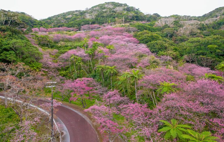 鮮やかなピンク色の花で満開になったカンヒザクラ＝２２日、八重岳頂上付近（小型無人機で友寄隆央通信員撮影）
