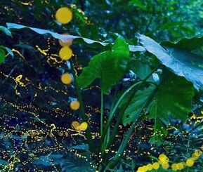 飛びながら発光し幻想的な輝きを放つヤエヤマヒメボタル＝３月、西表島（宮崎匠撮影）