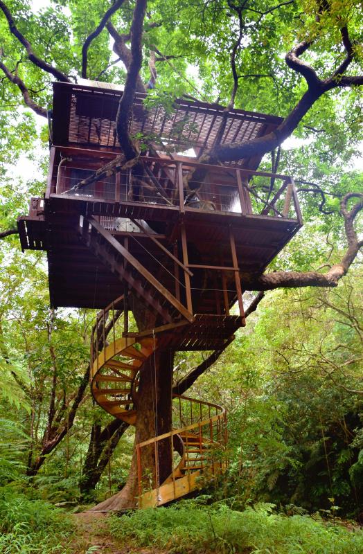 地上10メートルのツリーハウス 沖縄 北部の原生林に建設 自然と共存するぜいたくを 沖縄タイムス プラス ニュース 沖縄タイムス プラス