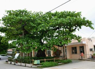 公民館前の推定樹齢３００～４００年のクワディーサーの木＝２２日、今帰仁村今泊