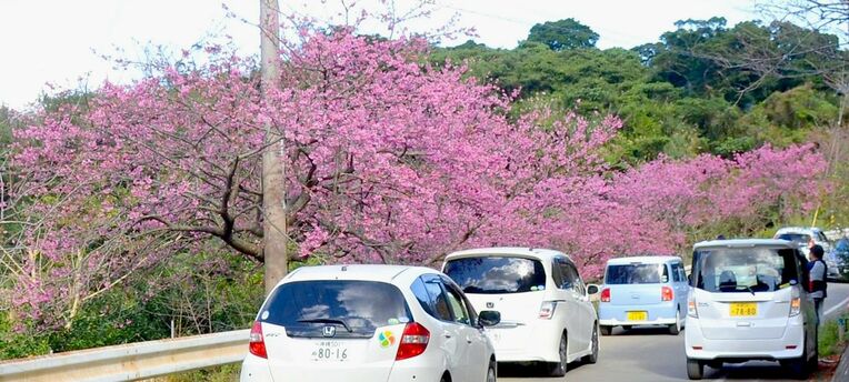 鮮やかなピンクの花が咲いた道路沿い＝１月３０日、本部町伊豆味