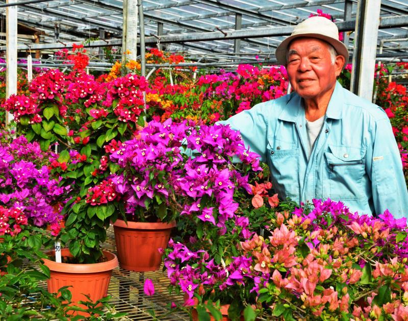 種から栽培 研究年 ブーゲンビレアは 世界に一つだけの花 に 沖縄タイムス プラス ニュース 沖縄タイムス プラス