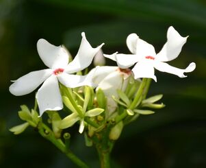オキナワキョウチクトウの白い花＝１日、名護市辺野古